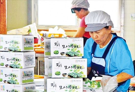 충남 서천군 달고개마을에서 주민들이 모시송편을 만들고 있다.  /서천군  제공