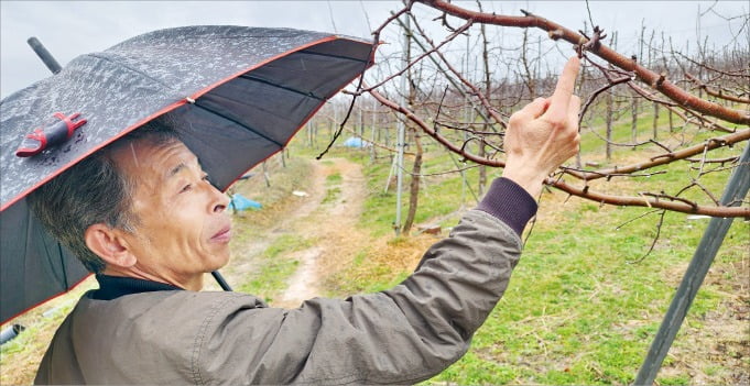 Chungju Apple Orchard Faces Harvest Concerns in 2024: Will There Be a Repeat of Last Year’s Crop Failure?